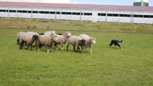 マザー牧場羊と犬