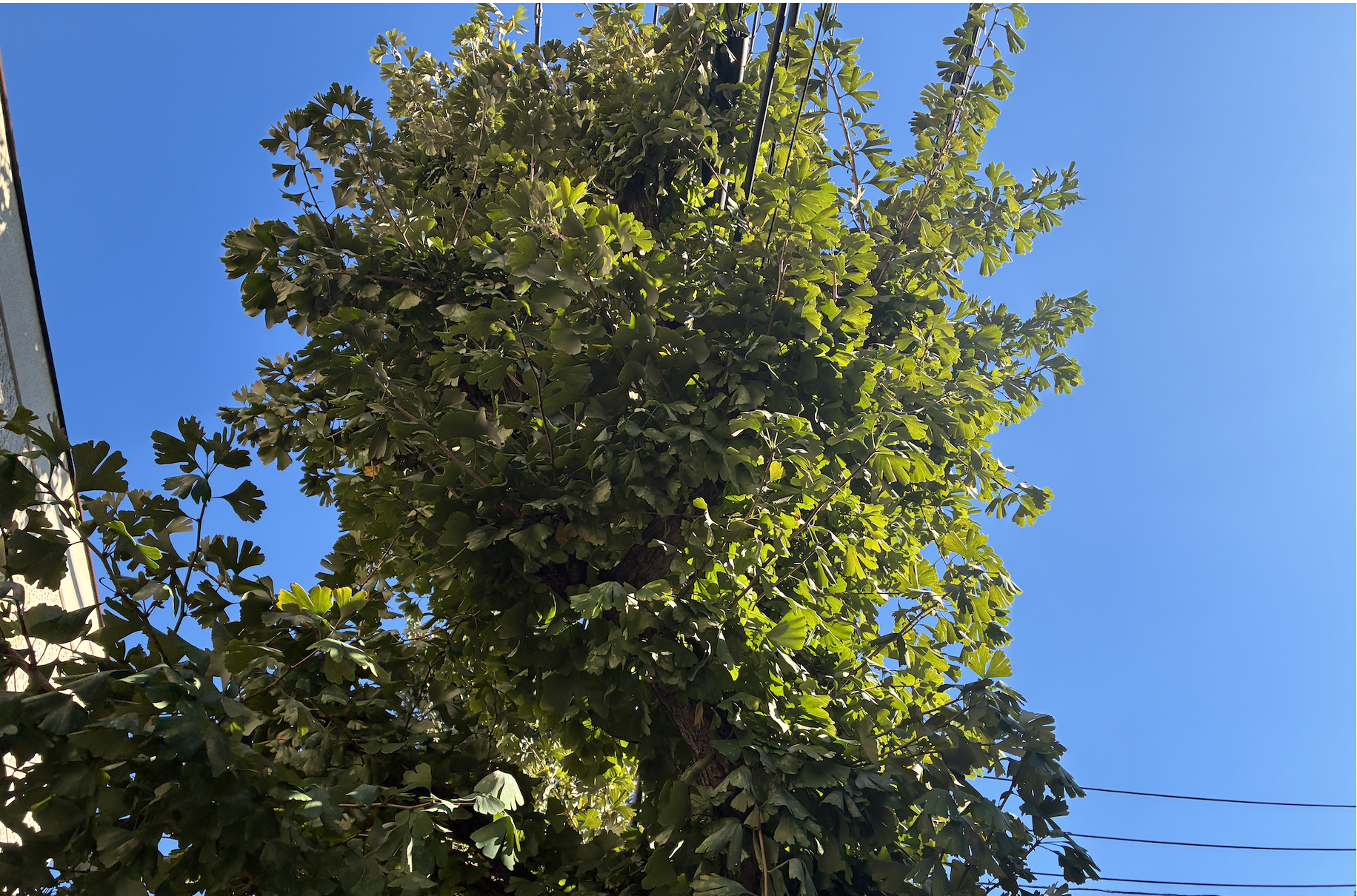 261029_ik